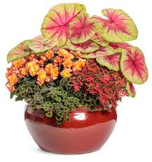 Image result for Begonia horticola