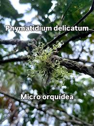 Image result for Centrolobium robustum