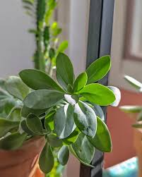 Image result for Kleinia fulgens