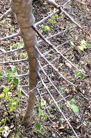 Image result for Pisonia