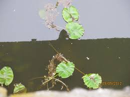 Image result for Nymphoides brevipedicellata