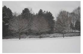 Baume Und Straucher Des Botanischen Gartens In Herbst Und Winter Kolner News Journal