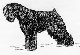 Breed Standards Black Russian Terrier United Kennel Club