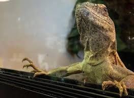 Discover them and find what you need now! Ever Evolving Exotics 4444 E Grant Rd Tucson Az 85712 Usa
