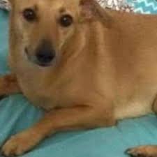 A adoção é um ato de amor e responsabilidade. Its Fan Pag Cachorro Caramelo Its Pag Twitter