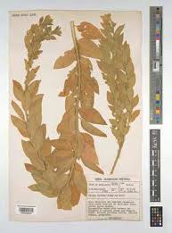 Image result for Clutia hirsuta