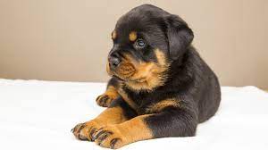 German rottweiler puppies for sale in oregon or from dkv rottweilers. Rottweiler Puppies Facts On The Dangerous Soft Hearted Petmoo