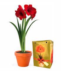 Potted Christmas Amaryllis Http Bloomex Ca Holiday Flowers Christmas Flowers Potted Christmas Amaryllis Html Forward Amaryllis Plant Red Amaryllis Amaryllis