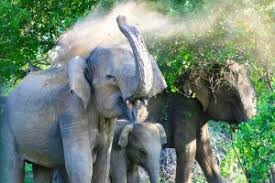 أولاً فهي قد تعتبر حلاً للتخلص من باقي الحشرات حيث أنها تتغذى على الحشرات الأخرى الموجودة في المنزل، بدلاً من التغذي على الأكل مثلما تفعل حشرات . Ø¯Ù„ÙŠÙ„Ùƒ Ø§Ù„Ø´Ø§Ù…Ù„ Ø¹Ù† Ø§Ù… Ø§Ø±Ø¨Ø¹Ø© ÙˆØ§Ø±Ø¨Ø¹ÙŠÙ† Ø§Ù‚Ø±Ø£ Ø§Ù„Ø³ÙˆÙ‚ Ø§Ù„Ù…ÙØªÙˆØ­