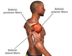 In shoulder elevation you contract upper portion of your trapezius muscle along with probably levator scapulae muscle and whole shoulder joint is elevated. The Deltoid Muscle Muscle Of The Month Yoga Anatomy Best Shoulder Workout Shoulder Workout Shoulder Muscles