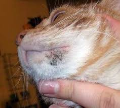 Kedi Aknesi Nedir Belirtileri Tedavisi Rante Veteriner Klinigi