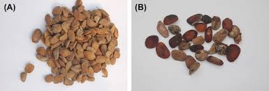 Image result for Ancylobothrys robusta