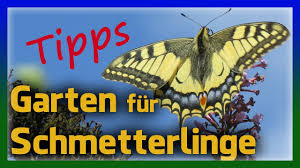 Zum gartentor☼ schmetterlinge im garten schmetterlingsmagnete schmetterlingshotels schmetterlinge im garten: Flatternde Vielfalt Im Eigenen Garten Schmetterlinge Anlocken Youtube