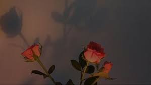 Aesthetic wallpaper for android and iphone#aestheticwallpaper#aestheticphotography#aestheticbackground#spaceaesthetic#. 24 Ideas For Wallpaper Laptop Aesthetic Grunge Rose Wallpaper Wallpaper Notebook Aesthetic Desktop Wallpaper