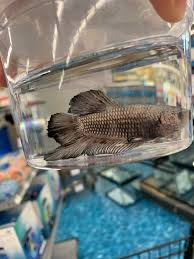 He is absolutely gorgoreous and very active in his 10 gallon. Just Got This Big Boy His Name Is Asta He S A Halfmoon King Betta Bettafish