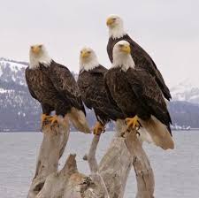 Birds That Look Like Bald Eagles Alaska Let Me Think About It Birds Bald Eagle Animals