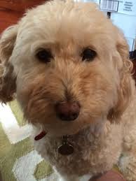 Should I adopt a 10-year-old poodle mix from a shelter when I already have  multiple dogs at home?