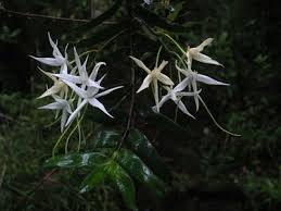 Image result for Platycoryne affinis