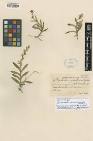 Image result for Monothecium glandulosum
