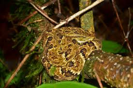 Image result for Bothrops punctatus