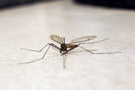 Welcher mückenschutz hilft gegen mücken? Mucken Schnell Und Einfach Aus Dem Zimmer Bekommen Frag Mutti