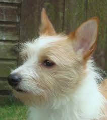 The portuguese podengo, also known as the podengo português or portuguese warren hound, is hound (sight and scent) breed from portugal. Portuguese Podengo Pequeno Small Dog Place