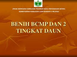 Membentuk masyarakat pekebun kecil yang progresif dan sejahteran melalui aktiviti perladangan dan komersial. Ppt Benih Bcmp Dan 2 Tingkat Daun Powerpoint Presentation Free Download Id 3671003