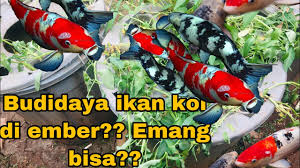 Ikan koi dapat tumbuh menjadi sangat besar. Budidaya Ikan Koi Di Ember Bisa Ga Si Youtube