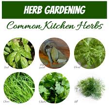 Herb Identification Identifying Fresh Herbs