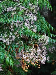 Image result for Lepidotrichilia volkensii