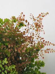 アジアンタム 植物図鑑