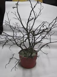 Plays with needles shows you how it's done. How To Make A Gift Money Tree Hubpages