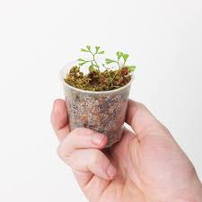 Image result for Elaphoglossum spathulatum