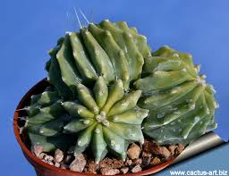We've done our best to cover without further ado, here's our list of cactus puns: Ferocactus Glaucescens Forma Nuda Inermis