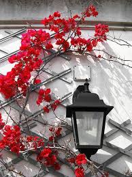 Special effects, city lights, artwork, electricity, psychedelic art. Il Rosso E Il Nero Red Photography Red Flowers Red Aesthetic