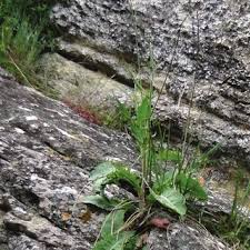 Image result for Commicarpus plumbagineus