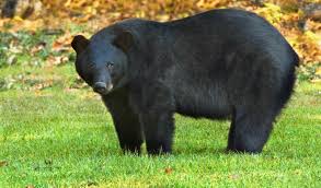 Black Bear Population By State 2019 Louisiana Black Bear U S Fish Wildlife Service
