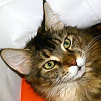 The cheapest offer starts at £8. Maine Coon Rescue Adoptions
