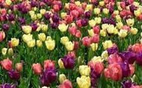 Elizabeth "Liz" Fairfield Obituary