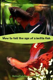 How To Tell The Age Of A Betta Fish In 2020 Betta Fish Betta Betta Fish Types