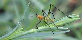 Check spelling or type a new query. Fact Sheet Fork Tailed Bush Katydid Citrus Pests