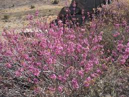 Check spelling or type a new query. Pink Bush Davis Mountains State Park Texas