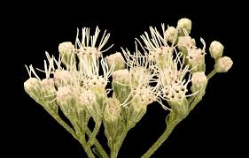 Distinguish from white snakeroot (eupatorium rugosum or ageratina altissima). Ageratina Altissima 2 White Snakeroot Howard County Md Helen Lowe Metzman