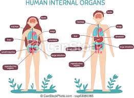 Human respiratory system larynx and pharynx anatomy. Cartoon Human Body Anatomy Male And Female Internal Organs Humans Physiology Chart Vector Illustration Cartoon Human Body Canstock