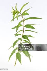 Image result for Aloysia citrodora