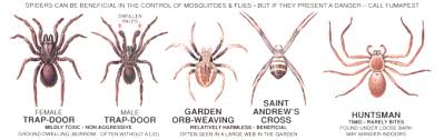 Spider Identification Chart Venomous Or Dangerous