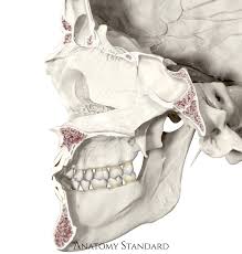 Asian skulls can have circular orbits and a 'heart shaped' nasal aperture. Topography Of The Skull Nasal Cavity