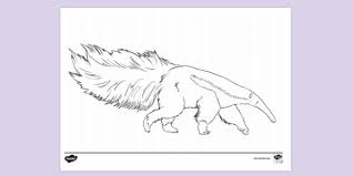 38+ anteater coloring pages for printing and coloring. Giant Anteater Colouring Colouring Sheets