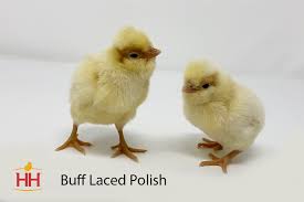 Birds are buff colored with white lacing around the edges of their feathers. Hoover S Hatchery