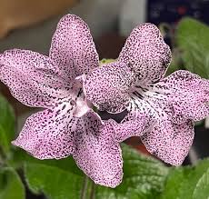 Image result for Streptocarpus goetzei